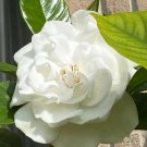 August Beauty Gardenia – 3 Rooted Cuttings, Gardenia jasminoides, White Fragrant Flowering