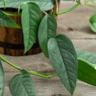 Cebu Blue Pothos Cuttings – 5 Node Bundle, Epipremnum pinnatum, Rare Shimmery Cebu Blue Pothos Cuttings – 5 Node Bundle, Epipremnum pinnatum, Rare Shimmery