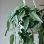 Cebu Blue Pothos Cuttings â 5 Node Bundle, Epipremnum pinnatum, Rare Shimmery