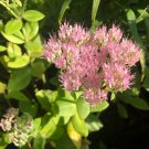 Autumn Joy Sedum Cutting – 1 Live Hardy Stonecrop Starter, Hylotelephium AAS Winner, Autumn Joy Sedum Cutting – 1 Live Hardy Stonecrop Starter, Hylotelephium AAS Winner,