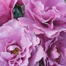 Angel Face Rose Cuttings – 5 Unrooted Floribunda Rose Starts Angel Face Rose Cuttings – 5 Unrooted Floribunda Rose Starts