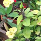 Crown of Thorns Cutting – 1 Jumbo Yellow Euphorbia milii Pad, Live Succulent Plant Starter Crown of Thorns Cutting – 1 Jumbo Yellow Euphorbia milii Pad, Live Succulent Plant Starter