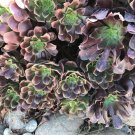 Aeonium Succulent Cuttings – 3 Rosettes, 4–5" Wide, Unrooted Live Plant Starts, Aeonium Succulent Cuttings – 3 Rosettes, 4–5" Wide, Unrooted Live Plant Starts,