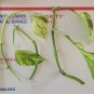 Golden Jade Pothos Cuttings â 3 Devilâs Ivy Unrooted Vines, Variegated Indoor Plant Starter Set