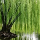 Green Weeping Willow Bonsai – 1 Fresh 6” Thick Trunk Cutting, Salix Starter for Tree or Bonsai Green Weeping Willow Bonsai – 1 Fresh 6” Thick Trunk Cutting, Salix Starter for Tree or Bonsai