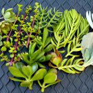 20+ Succulent Cuttings – Easy Mixed Varieties with Care Instructions, Great for DIY Gifts, 20+ Succulent Cuttings – Easy Mixed Varieties with Care Instructions, Great for DIY Gifts,