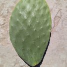 Prickly Pear Cactus Pad – Opuntia ficus-indica Cutting, Edible Nopal Plant, Live Unrooted Start