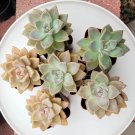 Ghost Plant Succulent – 6 Graptopetalum Cuttings + 10 Leaves, Rare Rosette Propagation Set Ghost Plant Succulent – 6 Graptopetalum Cuttings + 10 Leaves, Rare Rosette Propagation Set
