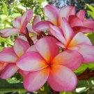 Plumeria Cutting βCotton Candyβ β 17β19" Unrooted Multi-Tip Slip, Flowering Tree Plumeria Cutting βCotton Candyβ β 17β19" Unrooted Multi-Tip Slip, Flowering Tree
