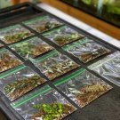Live Tropical Plant Cuttings – 8ct Variety Pack, Terrarium Starter Kit, Assorted Houseplant Vines Live Tropical Plant Cuttings – 8ct Variety Pack, Terrarium Starter Kit, Assorted Houseplant Vines