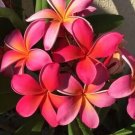 Kaneohe Sunburst Plumeria Cutting – 1 Unrooted Live Stem, Tropical Flowering Tree, Vibrant Blooms Kaneohe Sunburst Plumeria Cutting – 1 Unrooted Live Stem, Tropical Flowering Tree, Vibrant Blooms
