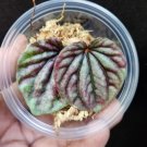 Red Ripple Peperomia – 2 Leaf Cuttings in Propagation Cup, Peperomia caperata, Houseplant Start Red Ripple Peperomia – 2 Leaf Cuttings in Propagation Cup, Peperomia caperata, Houseplant Start
