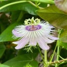 Passiflora Vine Cuttings – 20 Unrooted 7” Stems, Butterfly Host Plant, Passionflower Starter
