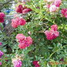 Seven Sisters Rose Cuttings – 12 Fresh Vining Rose Stems, Antique Multiflora Climber Seven Sisters Rose Cuttings – 12 Fresh Vining Rose Stems, Antique Multiflora Climber
