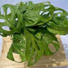 Monstera Adansonii – 3 Rooted Cuttings, Swiss Cheese Plant Starter,