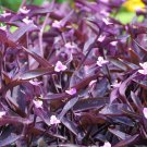 Purple Heart Cuttings – 9 Organic Tradescantia pallida Stems, Wandering Jew, Purple Heart Cuttings – 9 Organic Tradescantia pallida Stems, Wandering Jew,