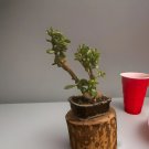 Jade Plant Rooted Cutting – 1 Live Crassula ovata Starter, Easy Care Succulent for Indoor Garden Jade Plant Rooted Cutting – 1 Live Crassula ovata Starter, Easy Care Succulent for Indoor Garden