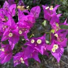 Bougainvillea Cuttings – 6 Unrooted Purple Lavender Vines, Vibrant Flowering Plant Starter Bougainvillea Cuttings – 6 Unrooted Purple Lavender Vines, Vibrant Flowering Plant Starter
