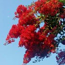 Red Pink Crepe Myrtle Cuttings – 12 Unrooted Lagerstroemia Tree Stems, Starter Red Pink Crepe Myrtle Cuttings – 12 Unrooted Lagerstroemia Tree Stems, Starter