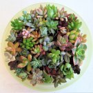 30 Succulent Rosettes – 15 Mixed Varieties, 1–2" Cuttings, Fairy Garden or Wedding Favor Pack