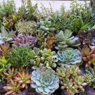 10 Assorted Succulent Cuttings – Unrooted Mix of Colorful Rosettes & Stems, Starter Set