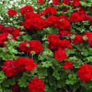 Ivy Geranium ‘Mountie Red’ – 8 Unrooted Cuttings for Rooting, Starter Plants Ivy Geranium ‘Mountie Red’ – 8 Unrooted Cuttings for Rooting, Starter Plants