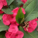 Hot Pink Crown of Thorns Cutting – 1 Live Euphorbia milii Pad, Tropical Succulent Flower Plant Hot Pink Crown of Thorns Cutting – 1 Live Euphorbia milii Pad, Tropical Succulent Flower Plant
