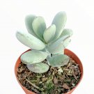 Cotyledon ‘Ping Pong’ Succulent – 4" Live Plant, Round Gray Leaves, Easy Indoor/Outdoor Grower