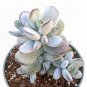Cotyledon âPing Pongâ Succulent â 4" Live Plant, Round Gray Leaves, Easy Indoor/Outdoor Grower