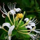 8 Honeysuckle Plant Cuttings – Unrooted Vines,Lonicera spp  Fragrant Flowering Vine Starters
