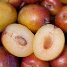 Grenade Pluot Scion – 1 Fresh Grafting Cutting, Hybrid Plum Apricot Fruit Tree Starter,