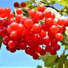 Flowering Cranberry Tree Cuttings – 10 Unrooted Viburnum trilobum Flowering Cranberry Tree Cuttings – 10 Unrooted Viburnum trilobum