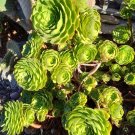 5 Aeonium Madeira Rose Cuttings – 2-4" Rosettes for Propagation | Rare Succulent Variety 5 Aeonium Madeira Rose Cuttings – 2-4" Rosettes for Propagation | Rare Succulent Variety