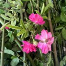 Peggy Martin Climbing Rose Cuttings – 5 Hardy Pink Rose Vine Cuttings for Garden Trellis Peggy Martin Climbing Rose Cuttings – 5 Hardy Pink Rose Vine Cuttings for Garden Trellis