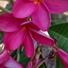 Live Plumeria Cutting – Pink/Cream Frangipani Flowering Plant for Tropical Garden or Patio