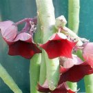 Huernia Pendula Cutting – Bootlace Huernia Succulent 4–5 Inches Long, Rare Trailing Cactus