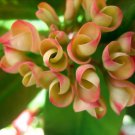 1 Crown of Thorns Euphorbia Milii Cutting – Large Marble Pink Live Plant Starter for Garden 1 Crown of Thorns Euphorbia Milii Cutting – Large Marble Pink Live Plant Starter for Garden