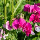 Polygala Myrtifolia Cuttings (7) – Sweet Pea Bush Flowering Shrub Live 6" Starter Set Polygala Myrtifolia Cuttings (7) – Sweet Pea Bush Flowering Shrub Live 6" Starter Set