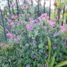 Pelargonium Magenta Cuttings – Scented Geranium Type | Set of Healthy Flowering Clippings Pelargonium Magenta Cuttings – Scented Geranium Type | Set of Healthy Flowering Clippings