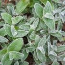 20 Tradescantia Sillamontana Cuttings – White Velvet Fuzzy Live Plant, Fast Rooting Starter 20 Tradescantia Sillamontana Cuttings – White Velvet Fuzzy Live Plant, Fast Rooting Starter