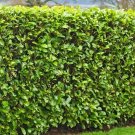 20 Cherry Laurel Cuttings (6–8"+) – Fresh Shrub Cuttings for Rooting, Hedges, Privacy
