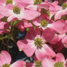 6 Unrooted Pink Dogwood Tree Cuttings – Heirloom Variety with Rich Deep Pink Blossoms 6 Unrooted Pink Dogwood Tree Cuttings – Heirloom Variety with Rich Deep Pink Blossoms