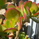 3 Jade Plant Succulent Cuttings – Crassula Ovata Easy Grow Houseplant Starter 3 Jade Plant Succulent Cuttings – Crassula Ovata Easy Grow Houseplant Starter