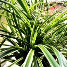 Reverse Variegated Spider Plant Cuttings (3) – Green Live Chlorophytum Root-Ready Starts Reverse Variegated Spider Plant Cuttings (3) – Green Live Chlorophytum Root-Ready Starts