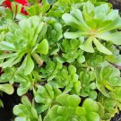 Aeonium Arboreum Medium Cutting – 1 Fresh Succulent Stem for Propagation & Gardening
