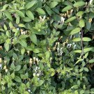 10 Honeysuckle Plant Cuttings (No Roots) – 10–14” Long | Easy Propagation Vine Starter 10 Honeysuckle Plant Cuttings (No Roots) – 10–14” Long | Easy Propagation Vine Starter