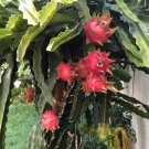 Vietnam White Dragon Fruit Cutting (1) – Hylocereus Undatus 8–10" Long for Propagation Vietnam White Dragon Fruit Cutting (1) – Hylocereus Undatus 8–10" Long for Propagation