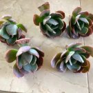 5 Echeveria Blue Sky Succulent Cuttings – Pink-Tipped Leaves, Easy Grow Rosette Variety