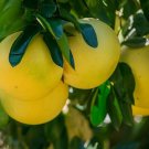 3 Red Sweet Pomelo Tree Scions – 6–8" Citrus Cuttings for Grafting or Rooting 3 Red Sweet Pomelo Tree Scions – 6–8" Citrus Cuttings for Grafting or Rooting