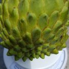 Organic Cherimoya 10 Cuttings – Annona Cherimola 8" Long Each | Grafted Starter Set